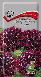 Скабиоза темно-пурпурная Бордовая "ПОИСК" (ЦВ) ("1) 0,2гр.
