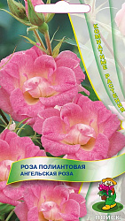 Роза полиантовая Ангельская роза (ЦВ) ("К) 5шт.