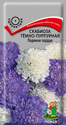 Скабиоза темно-пурпурная Ледяное сердце "ПОИСК" (ЦВ) ("1) 10шт.