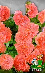 Шток-роза Лососево-розовая "ПОИСК" (ЦВ) ("2) 0,1гр.