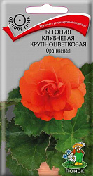 Бегония клубневая крупноцветковая Оранжевая "ПОИСК"(ЦВ) ("1) 5шт